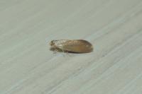 Crassa tinctella