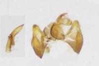 Crassa tinctella
