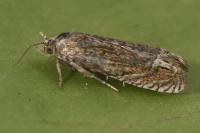 Eucosma gr. cana