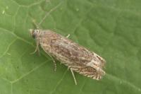 Eucosma gr. cana