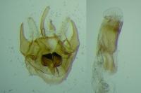 Epermenia aequidentella