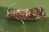 Cymolomia hartigiana
