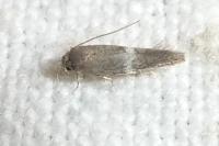 Elachista metella