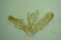 Elachista metella
