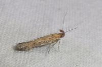 Metzneria paucipunctella