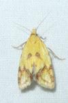 Agapeta hamana