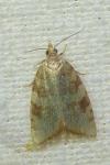 Aleimma loeflingiana