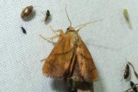 Apoda limacodes