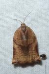 Archips podana