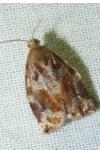 Archips xylosteana