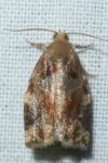 Archips xylosteana