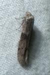 Blastobasis glandulella