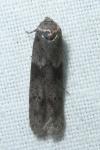 Blastobasis glandulella
