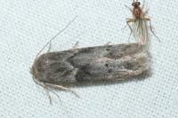 Blastobasis glandulella