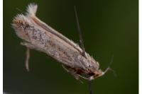 Trifurcula squamatella