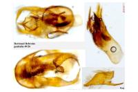 Trifurcula squamatella