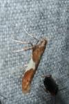 Caloptilia stigmatella