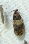 Celypha aurofasciana