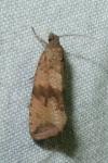 Celypha striana