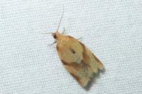 Clepsis consimilana