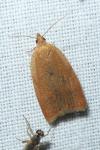 Clepsis consimilana