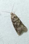 Cnephasia