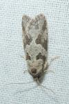 Cnephasia
