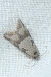 Cnephasia