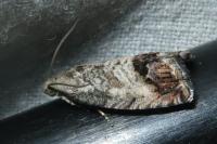 Cydia splendana