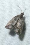 Spilonota ocellana