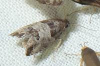 Spilonota ocellana