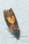 Dichrorampha