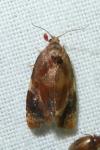 Ditula angustiorana