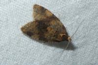 Epagoge grotiana