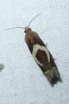Epiblema foenella