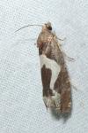 Epiblema foenella
