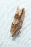 Eucosma conterminana
