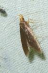 Eurodachtha pallicornella