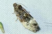 Hedya nubiferana