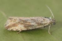 Thiodia citrana