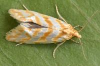 Aethes margaritana