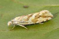 Thiodia citrana