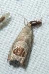 Notocelia uddmanniana
