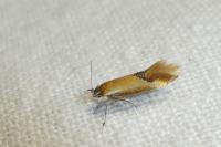 Batia lunaris