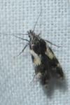 Teleiodes luculella