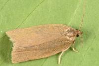 Aphelia viburnana