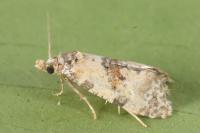 Neocochylis molliculana