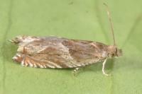 Ancylis comptana
