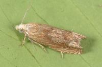 Eucosma gr. hohenwartiana