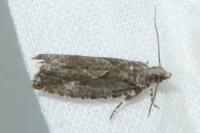 Zeiraphera isertana